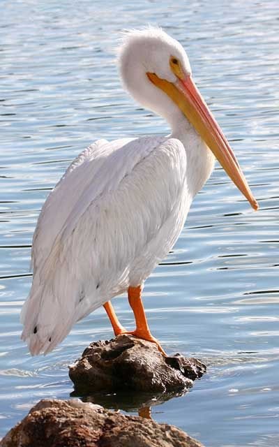 Great White Pelican