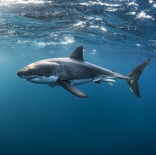 Great White Shark