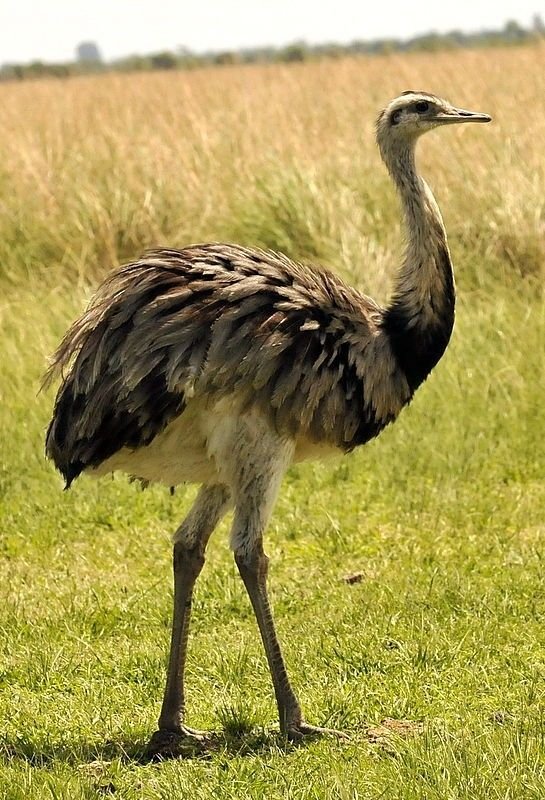Greater Rhea