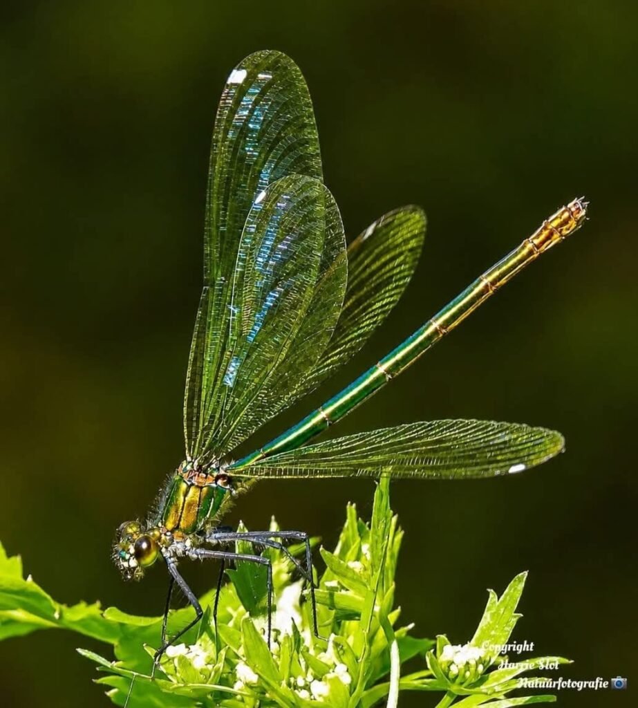 Green Darner Dragonfly