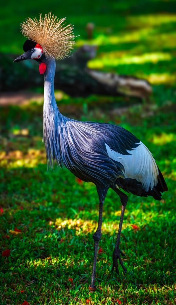 Grey Crowned Crane