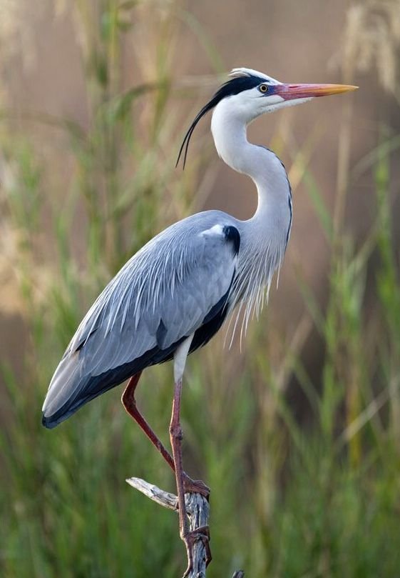 Grey Heron