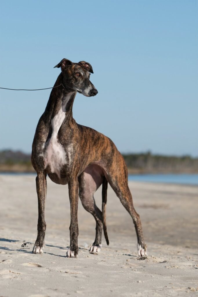 Greyhound