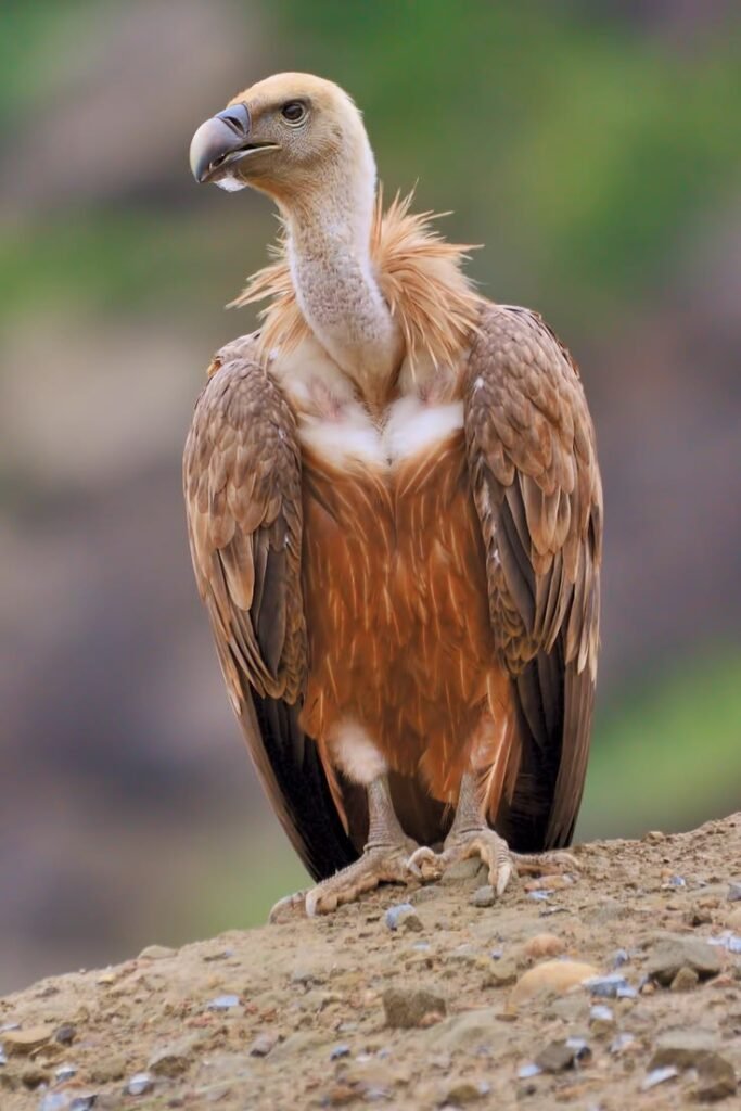 Griffon Vulture