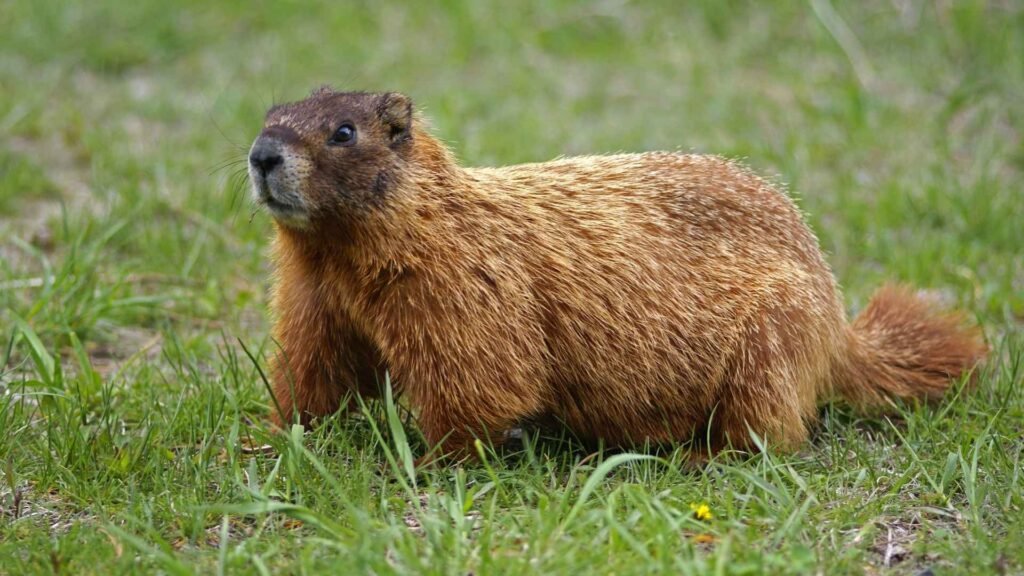 Groundhog