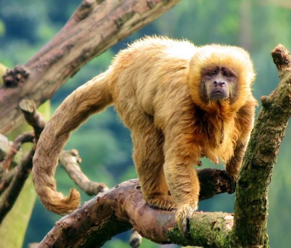Hainan Gibbon