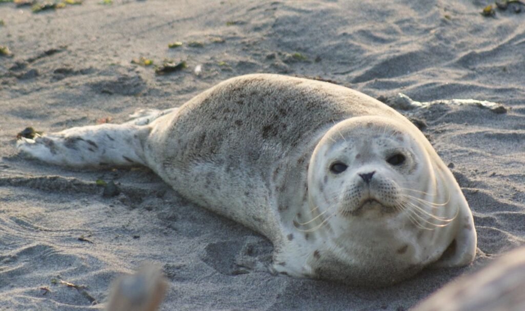 Harbor Seal