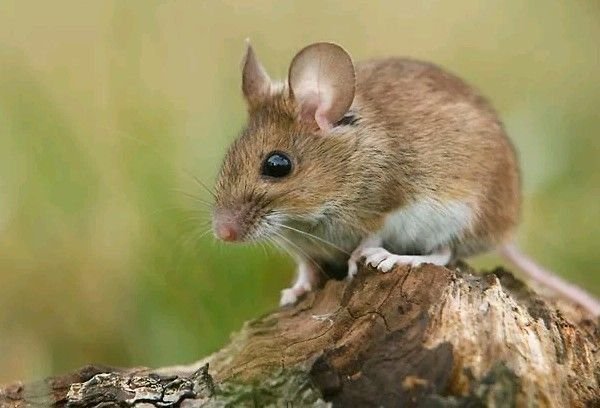 Harvest Mouse