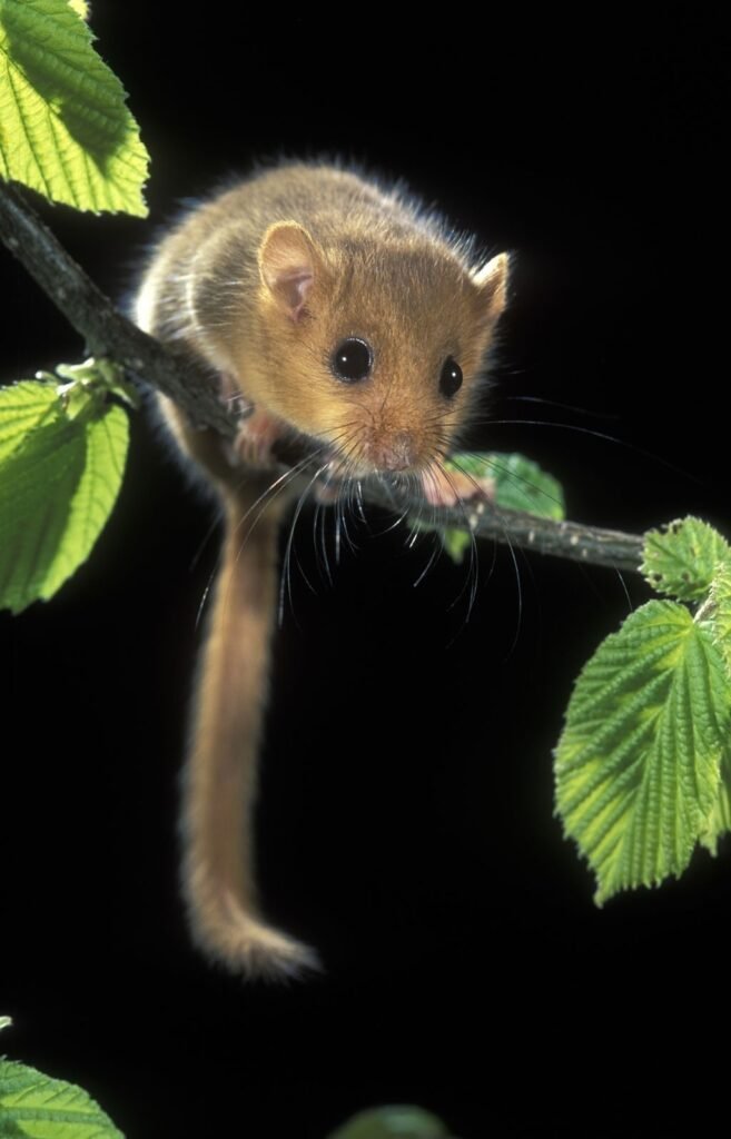 Hazel Dormouse
