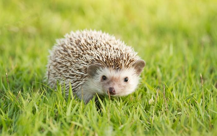 Hedgehog
