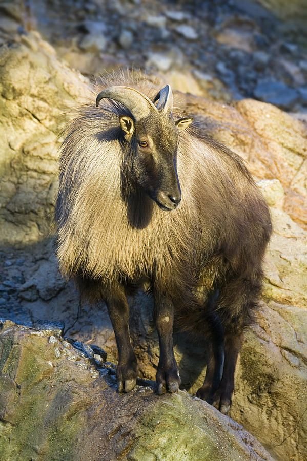 Himalayan Tahr