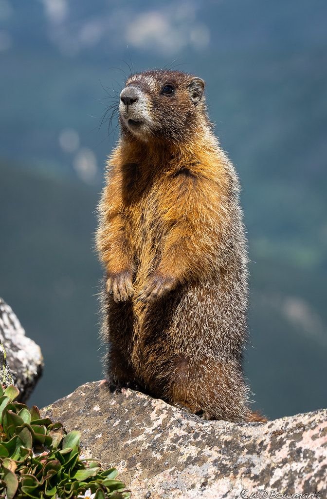 Hoary Marmot