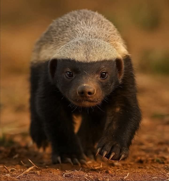 Honey Badger