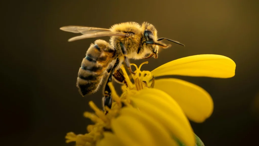 Honeybee