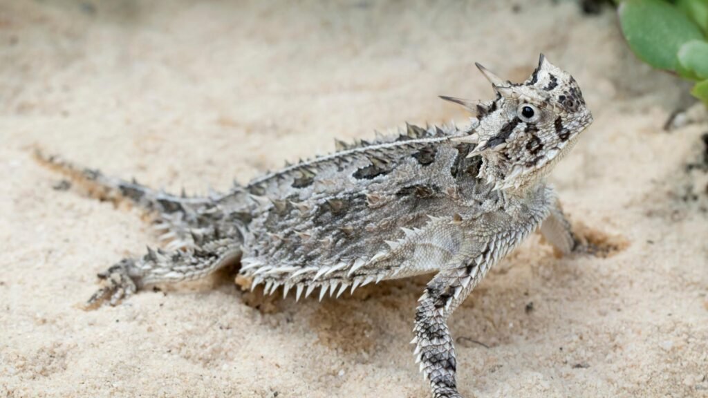 Horned Lizard