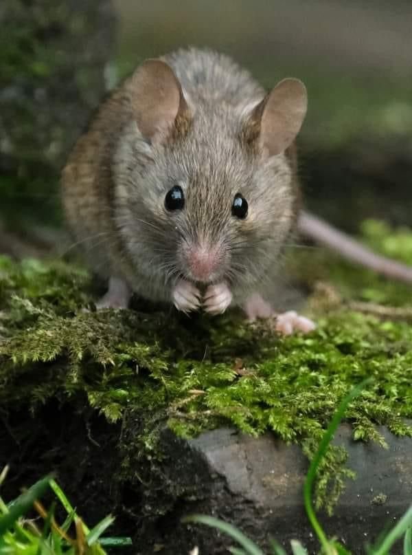 House Mouse