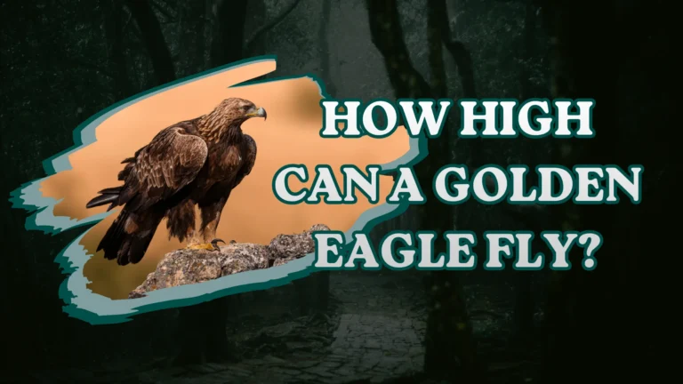 How High Can a Golden Eagle Fly?