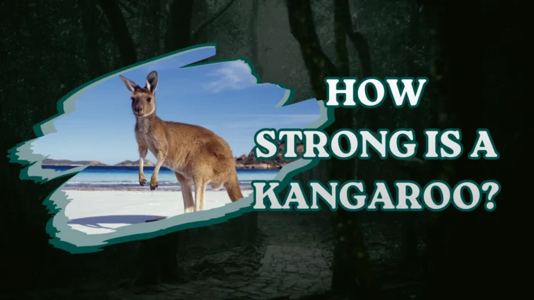 How Strong is a Kangaroo?