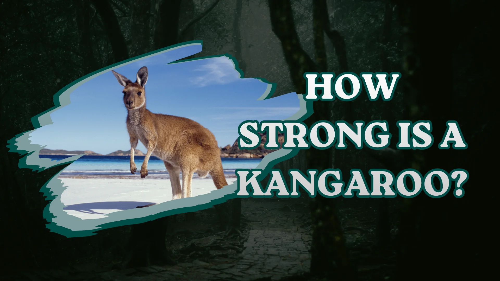 How Strong is a Kangaroo?