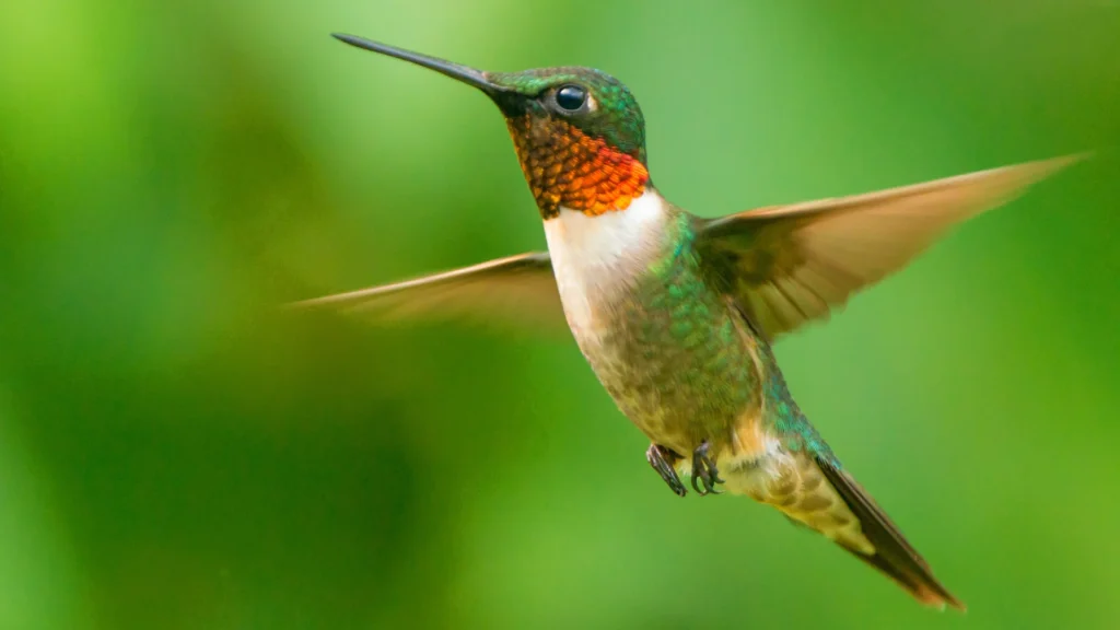 Hummingbird