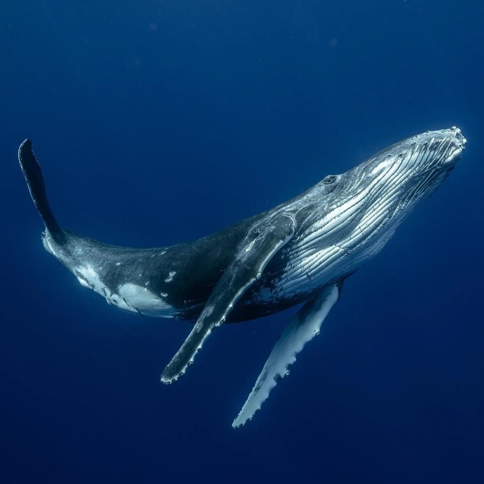 Humpback Whale