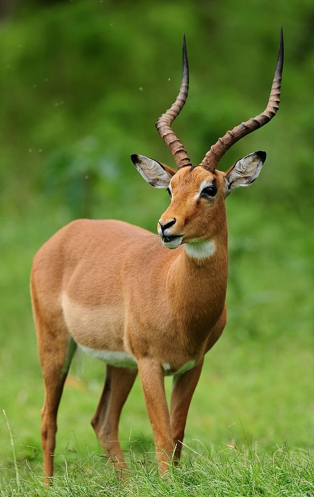 Impala