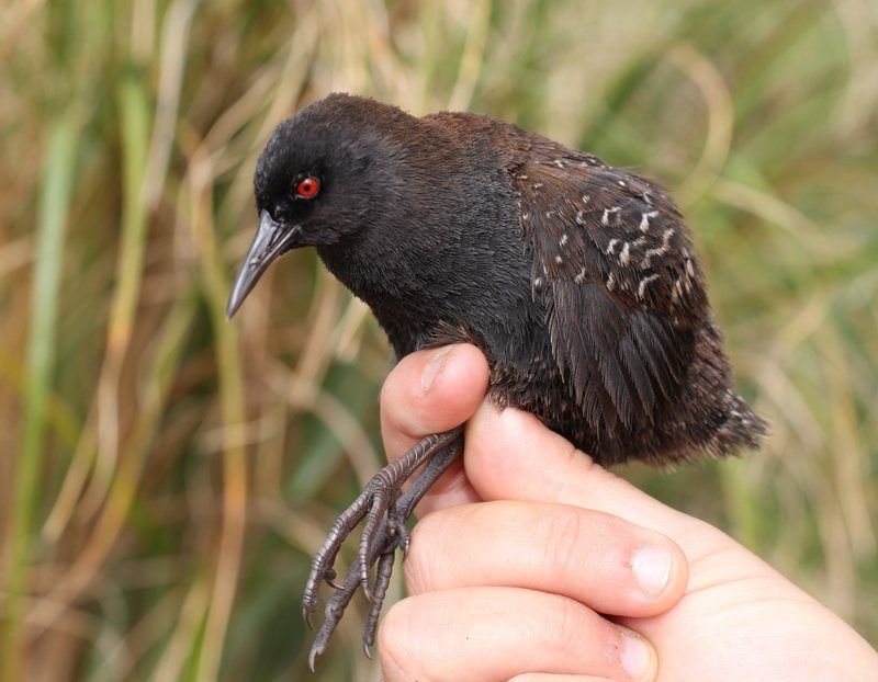 Inaccessible Island Rail