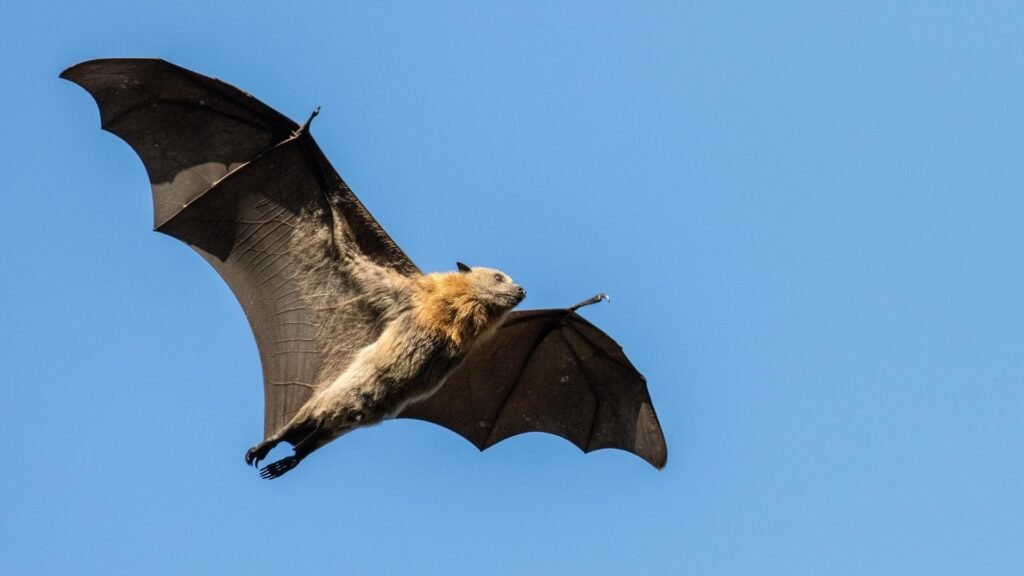 Indian Flying Fox