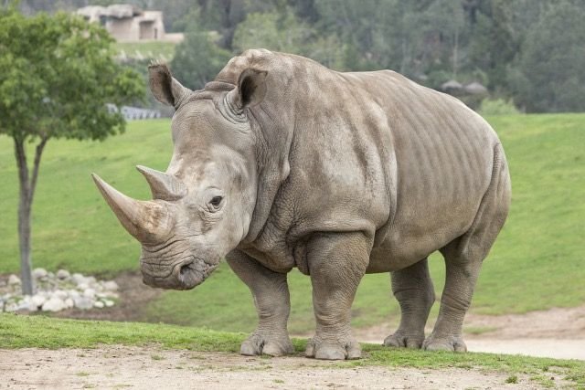 Indian Rhinoceros
