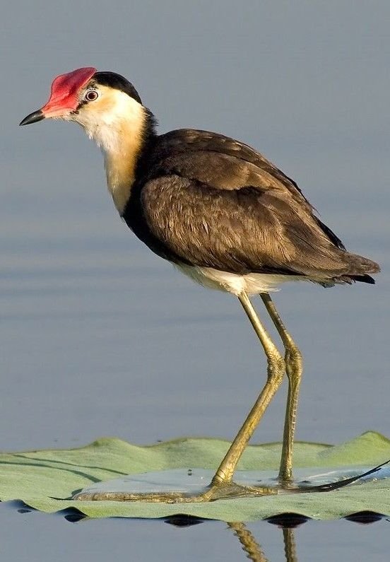 Jacana