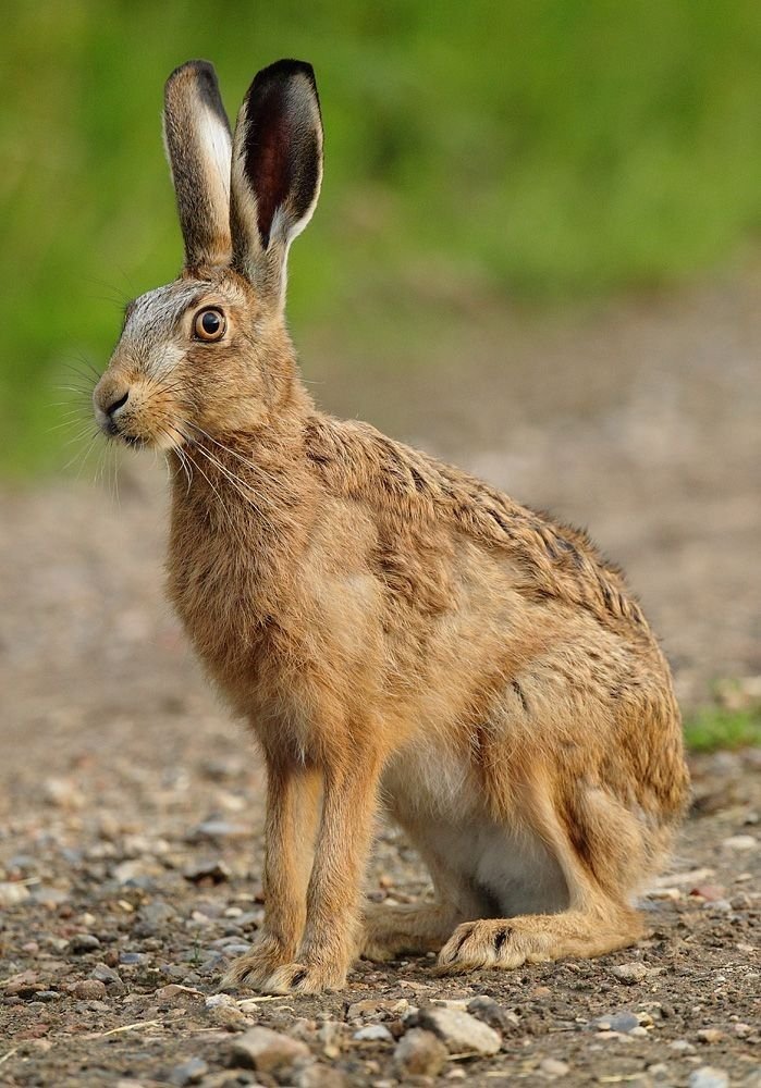 Jackrabbit