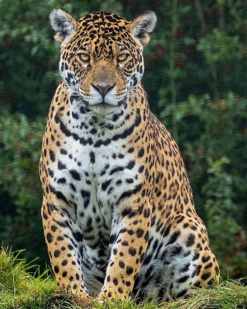 Jaguar