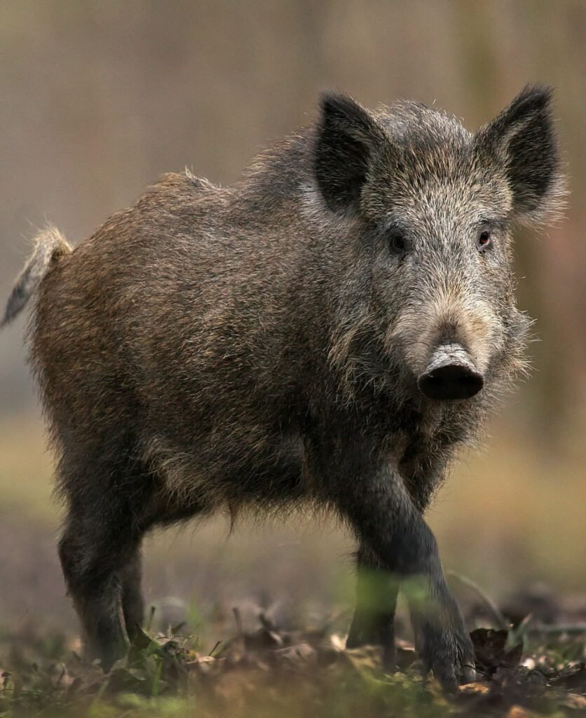Javelina