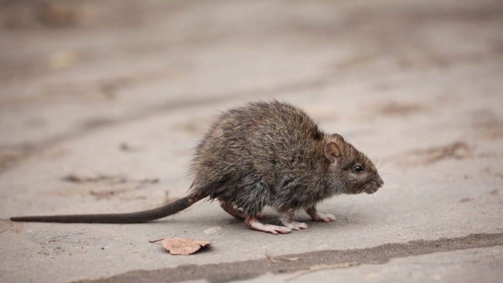Kangaroo Rat