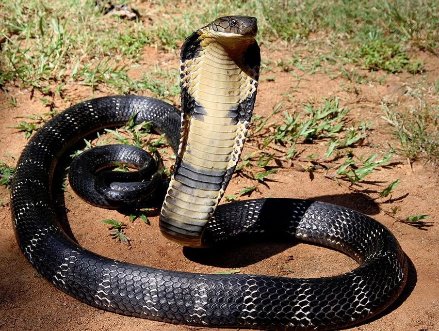 King Cobra