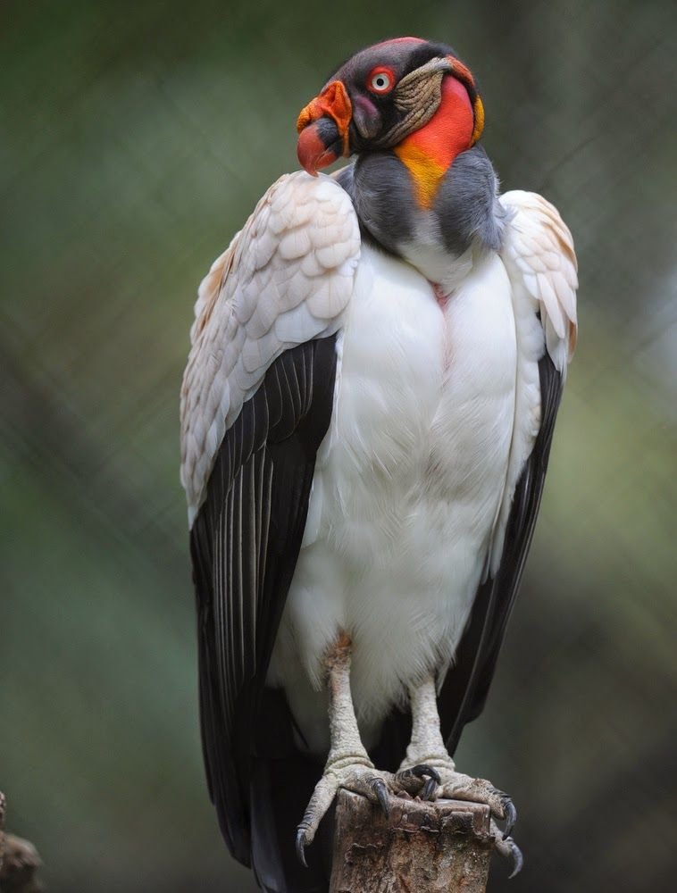 King Vulture