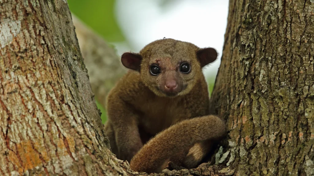 Kinkajou