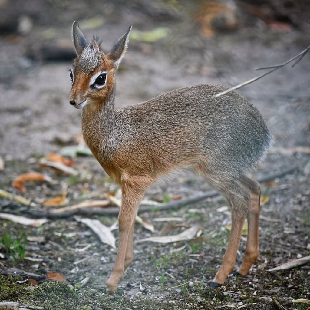 Kirk's Dik-dik