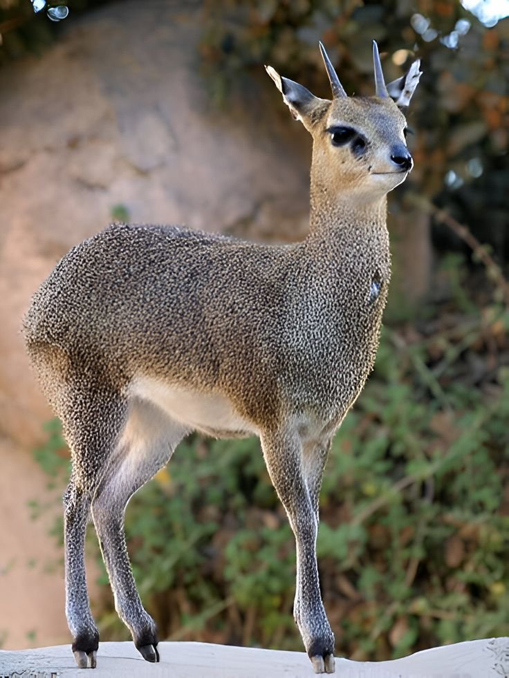 Klipspringer