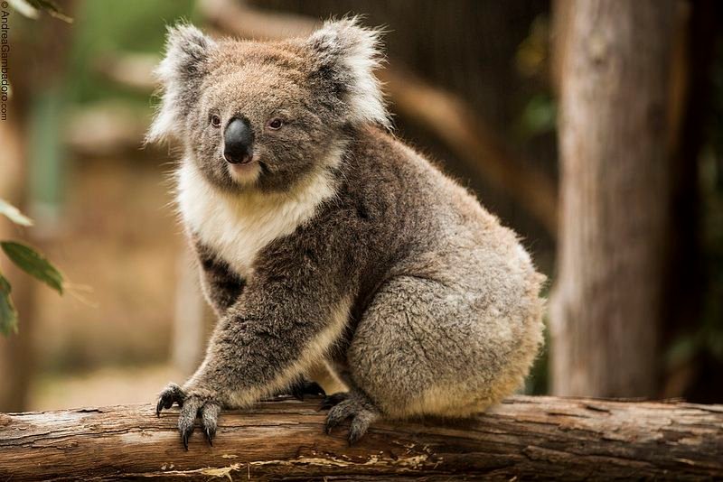 Koala