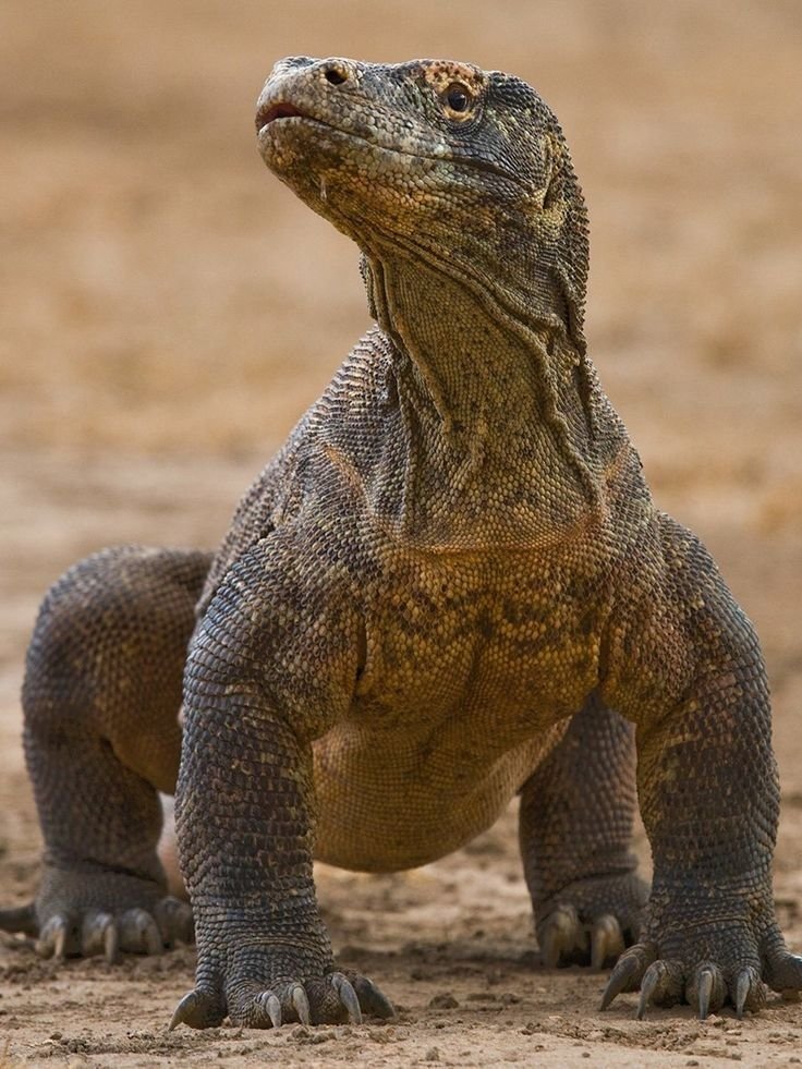 Komodo Dragon