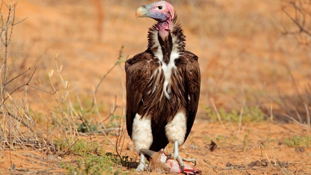 Lappet-Faced Vulture