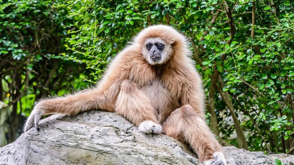 Lar Gibbon