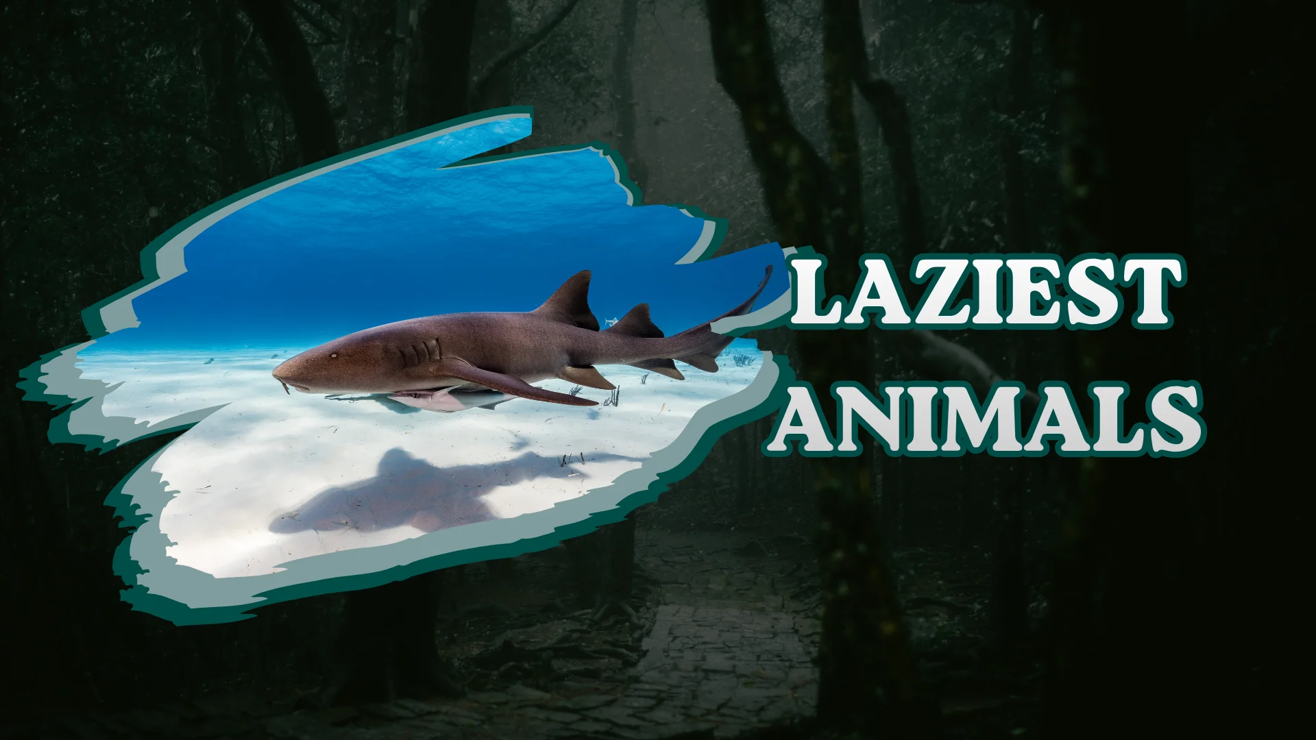 Laziest Animals