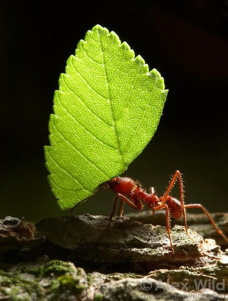 Leafcutter Ant