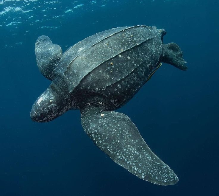 Leatherback Sea Turtle