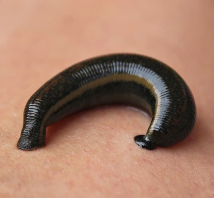 Leech