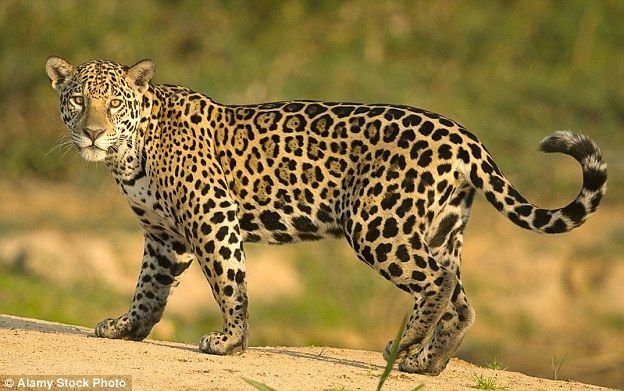 Leopard