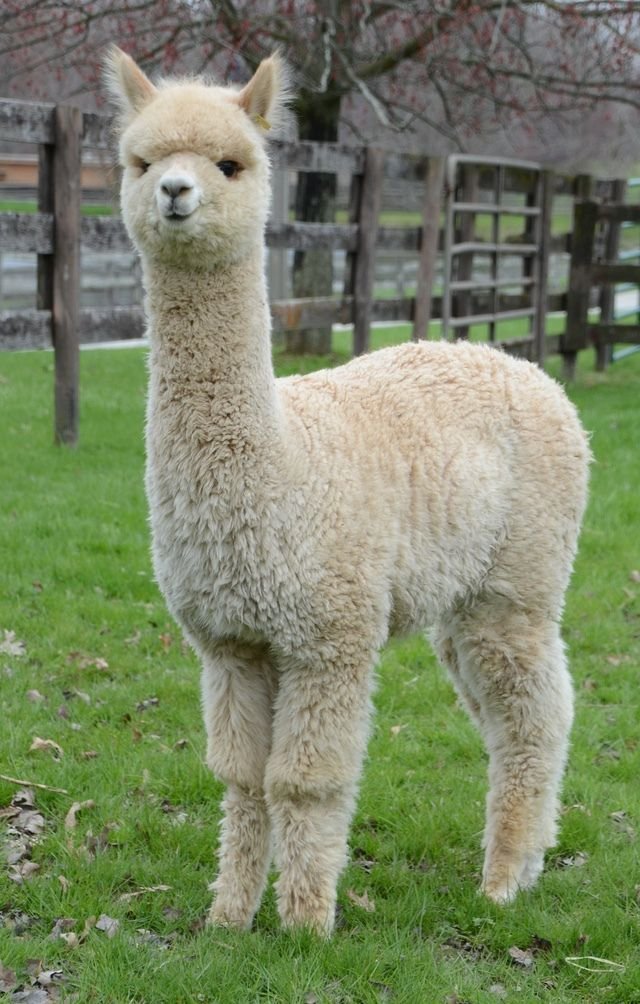 Llama