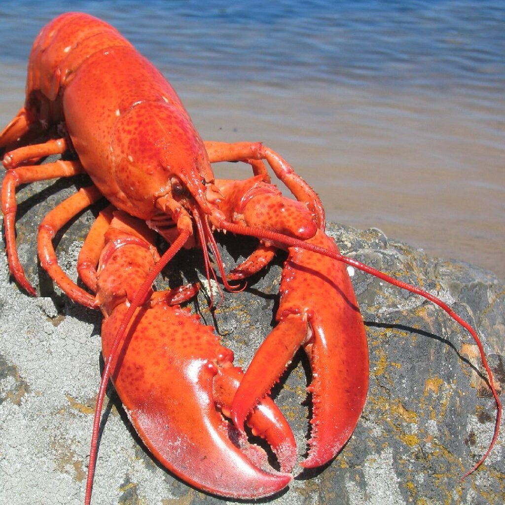 Lobster